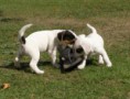 /album/fotogalerie/pupps-072-jpg/